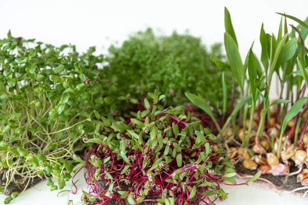 ¿Qué son los microgreens